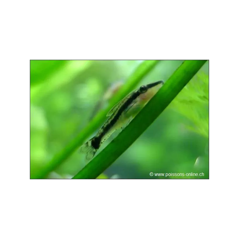 Gebänderter Saugwels - Otocinclus Affinis