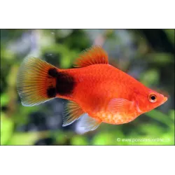 Topolino Rosso Corail Plassy - Xiphophorus Maculatus