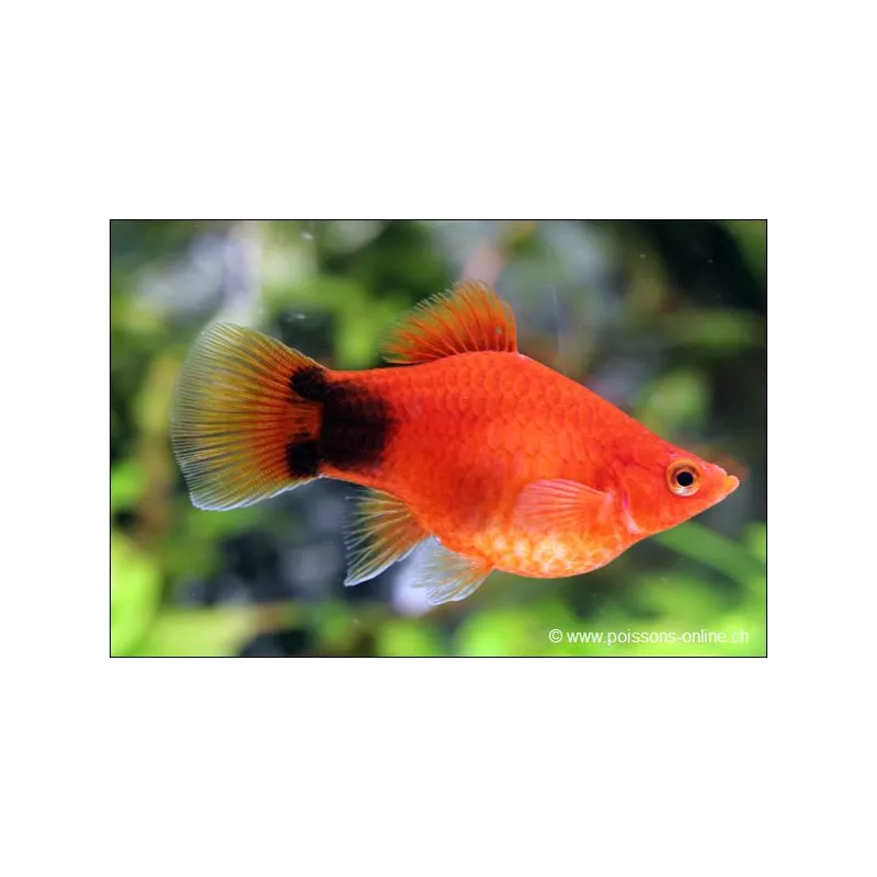 Platy Red Coral Mickey Mouse - Xiphophorus Maculatus