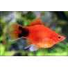 Platy Red Coral Mickey Mouse - Xiphophorus Maculatus