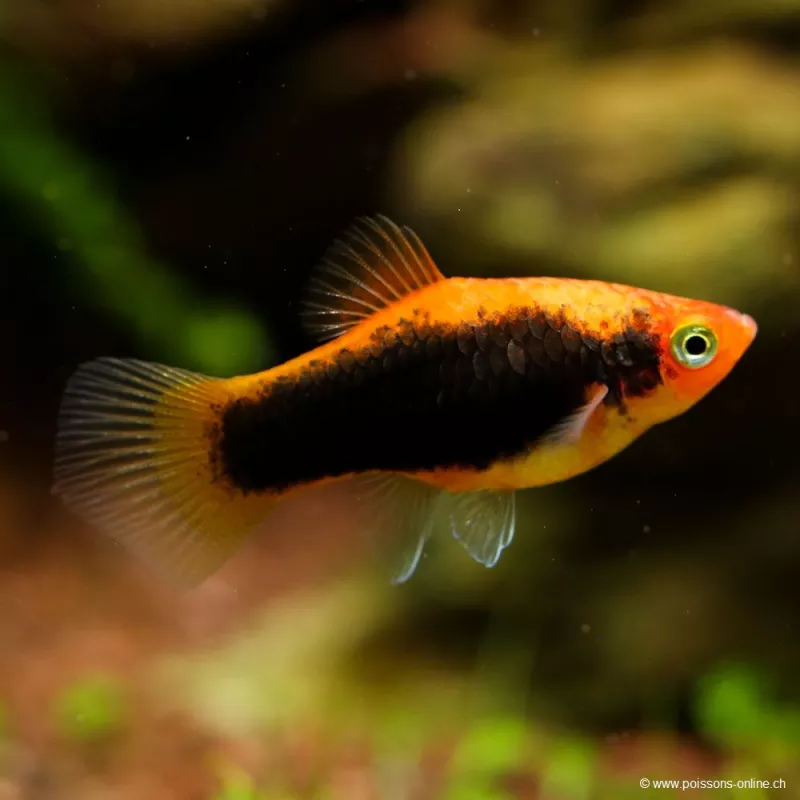 Rosso Platy Toxedo - Xiphophorus Maculatus