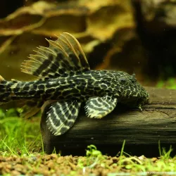 Pleco Leopard - L114 Pseudacanthicus Leopardus