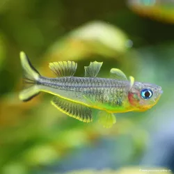 Poisson Arc-En-Ciel À Queue Fourchue - Popondeta Furcata