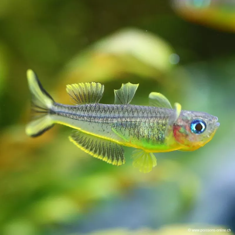 Poisson Arc-En-Ciel À Queue Fourchue - Popondeta Furcata