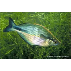 Poisson Arc-En-Ciel Aquamarin - Melanotaenia Lacustris