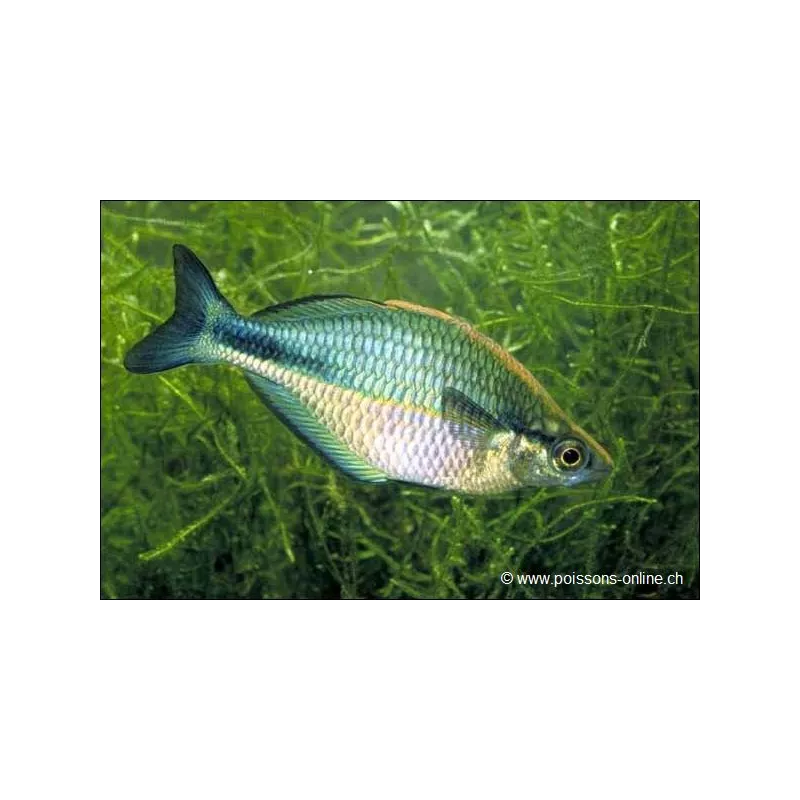 Aquamarin Regenbogenfisch - Melanotaenia Lacustris