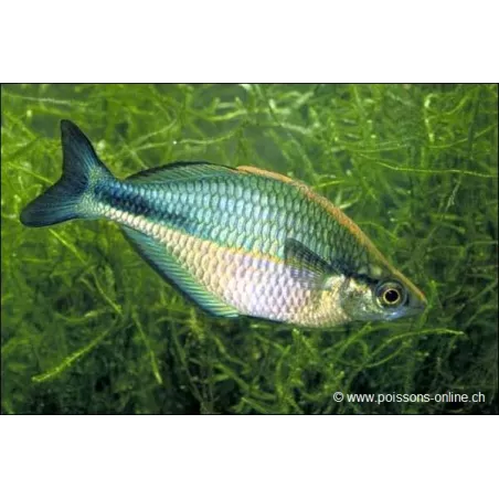 Pesce Arcobaleno Aquamarin - Melanotaenia Lacustris