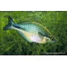 Pesce Arcobaleno Aquamarin - Melanotaenia Lacustris
