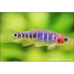 Rasbora À Raies Bleu - Danio Erythromicron