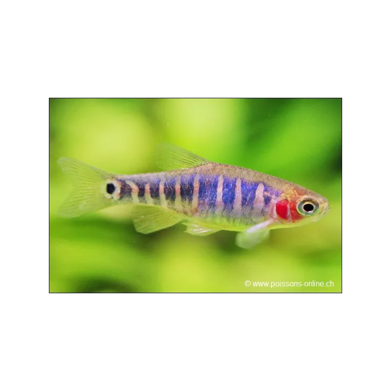 Rasbora À Raies Bleu - Danio Erythromicron