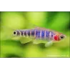 Rasbora À Raies Bleu - Danio Erythromicron
