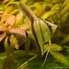 Scalaire Amazone - Pterophyllum Scalare Amazone