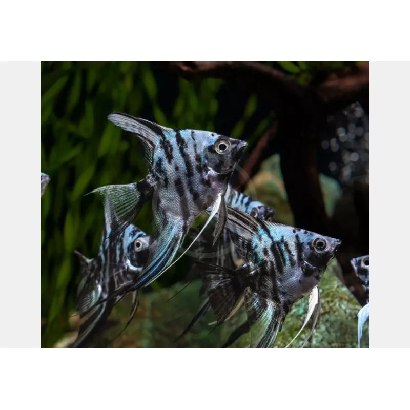 Scalaire Bleu Marbre - Pterophyllum Scalare