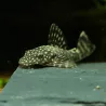 Pesce Gatto Blu Con Antenne - Ancistrus