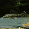 Pesce Gatto Blu Con Antenne - Ancistrus