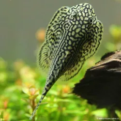Schmetterlings Flossensauger - Sewellia Lineolata