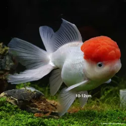Tête De Lion - Cap Rouge - Carassius Auratus