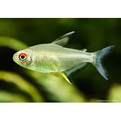 Tétra Citron - Hyphessobrycon Pulchripinnis