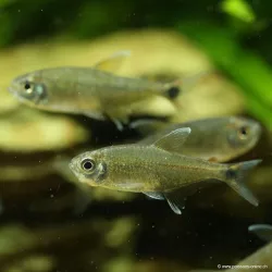 Tétra Doré - Hemigrammus Rodwayi
