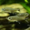 Tétra Doré - Hemigrammus Rodwayi