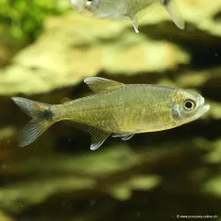 Tétra Doré - Hemigrammus Rodwayi