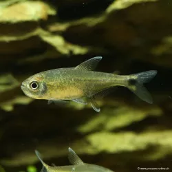 Tétra Doré - Hemigrammus Rodwayi