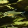 Tétra Doré - Hemigrammus Rodwayi