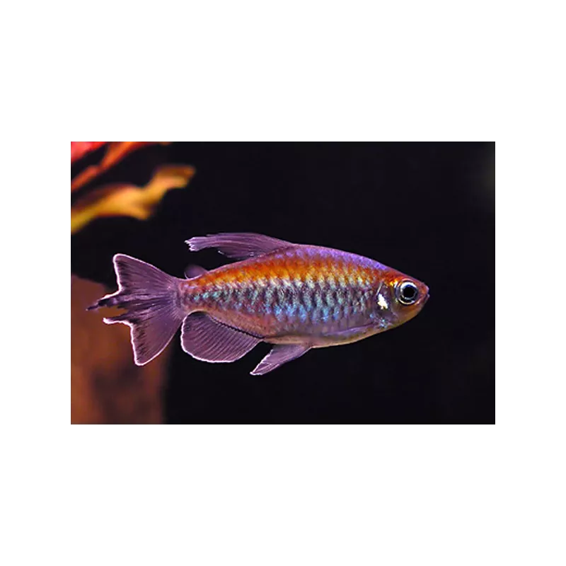 Tétra Du Congo - Phenacogrammus Interruptus