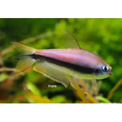 Tetra Empereur - Nematobrycon Palmeri