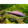 Tetra Empereur - Nematobrycon Palmeri