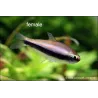 Tetra Empereur - Nematobrycon Palmeri