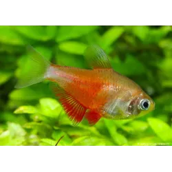 Tétra Flamme Orange - Hyphessobrycon Flammeus Orange