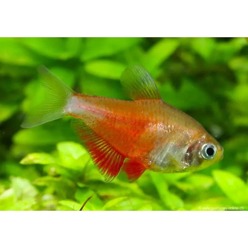 Tétra Flamme Orange - Hyphessobrycon Flammeus Orange