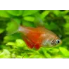 Roter Von Rio "Orange" - Hyphessobrycon Flammeus Orange