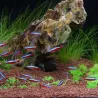 Roter Neonsalmler - Paracheirodon Axelrodi