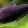Schwarzer Kaisersalmler - Nematobrycon Palmeri Black