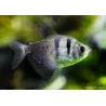 Veuve Noire - Gymnocorymbus Ternetzi