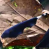 Weissstirn-Messerfisch - Apteronotus Albifrons