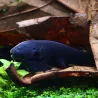 Pesce Da Coltello Americano Con Fronte Bianco - Apteronotus Albifrons