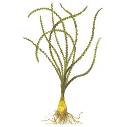 Crinum Calamistratum - 094A - 094A
