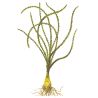 Crinum Calamistratum - 094A - 094A