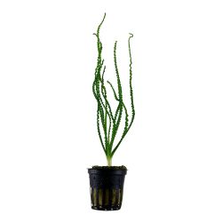 Crinum Calamistratum - 094A
