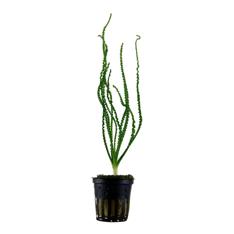 Crinum Calamistratum - 094A - 094A