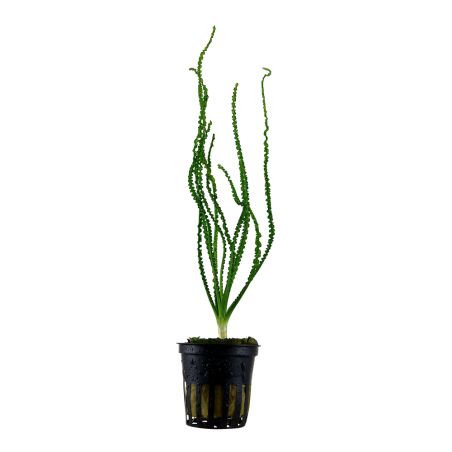 Crinum Calamistratum - 094A - 094A