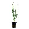 Crinum Calamistratum - 094A - 094A