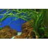 Crinum Calamistratum - 094A - 094A