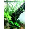 Crinum Calamistratum - 094A - 094A