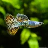 Guppy Mâle Metal Head Red Lace - Poecilia Reticulata