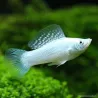 Molly Silver - Poecilia Latipinna
