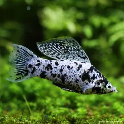 Molly Silver Marble - Poecilia Latipinna